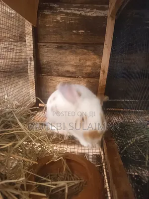 Mature and Younger Rabbits