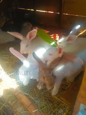 We Have Giant Rabbits for Breeding. Location Matugga