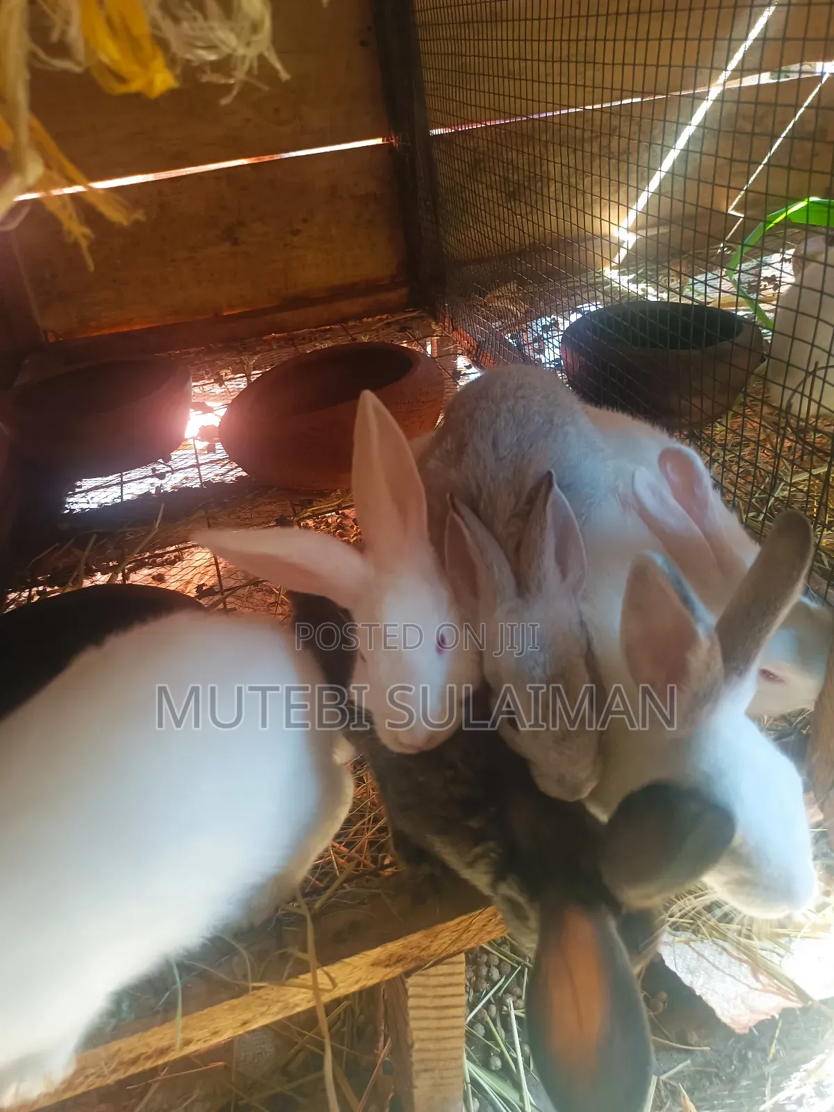 We Have Giant Rabbits for Breeding. Location Matugga