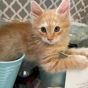 1-3 months Male Purebred Bombay