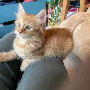 0-1 month Male Purebred American Curl