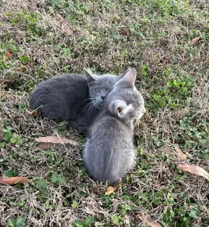 0-1 month Female Purebred American Shorthair