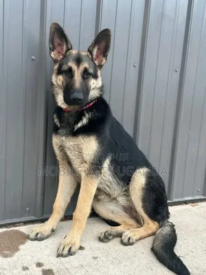 1+ year Female Purebred German Shepherd