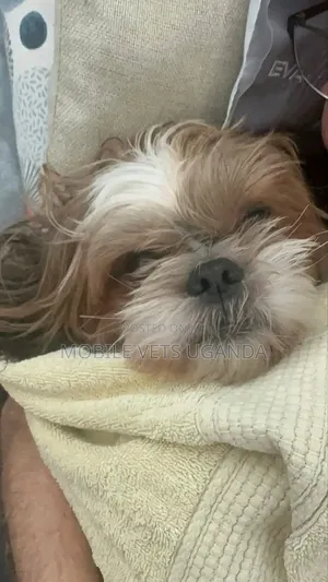 1-3 months Male Purebred Maltese