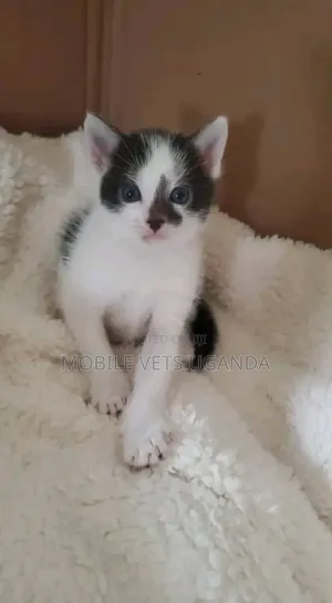 0-1 month Female Purebred Manx