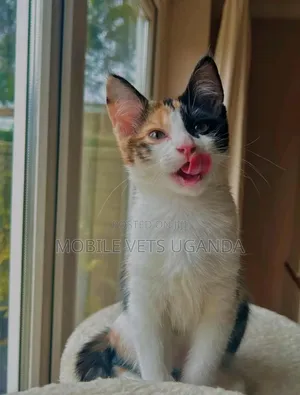 3-6 months Male Purebred Javanese
