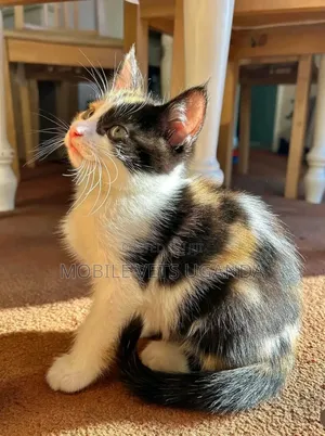 1-3 months Male Purebred Abyssinian