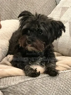 1-3 months Male Purebred Maltese