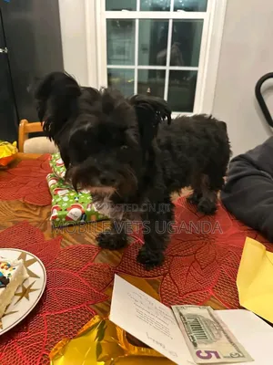 1-3 months Female Purebred Maltese