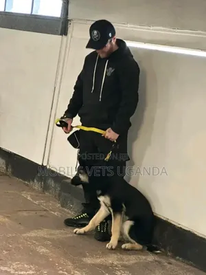 6-12 months Male Purebred German Shepherd