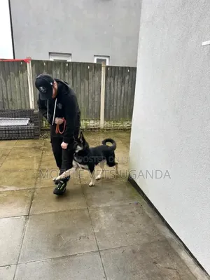 3-6 months Female Purebred German Shepherd