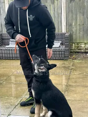 3-6 months Female Purebred German Shepherd