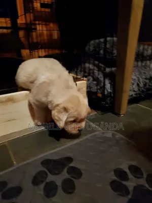 0-1 month Male Purebred Golden Retriever
