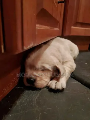 0-1 month Male Purebred Golden Retriever