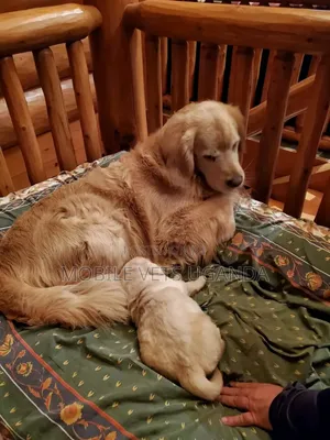 0-1 month Male Purebred Golden Retriever