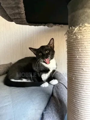 3-6 months Female Purebred Oriental