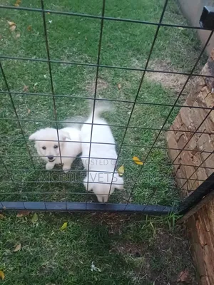 1-3 months Female Purebred Japanese Chin