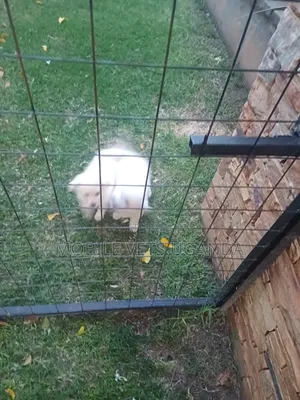 1-3 months Female Purebred Japanese Spitz