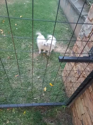 0-1 month Female Purebred Japanese Chin
