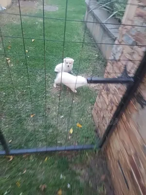 0-1 month Male Purebred Japanese Chin