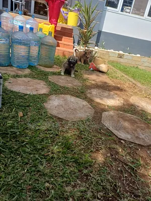 1-3 months Male Purebred German Shepherd