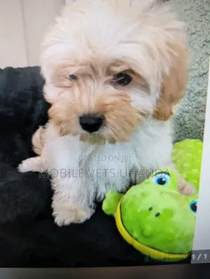 6-12 months Female Purebred Maltese