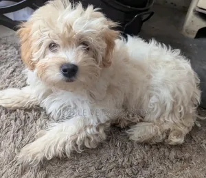 3-6 months Male Purebred Maltese