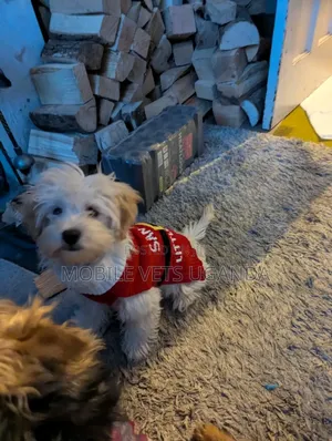 1-3 months Female Purebred Maltese