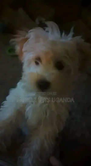 0-1 month Female Purebred Maltese
