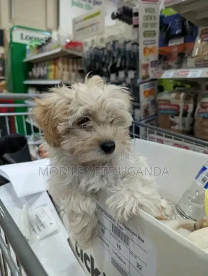 3-6 months Female Purebred Maltese