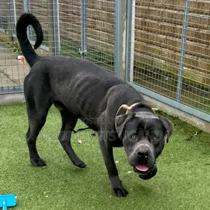 6-12 months Male Purebred Boerboel