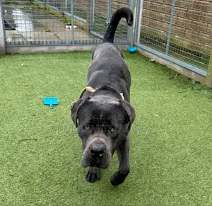 1+ year Female Purebred Boerboel
