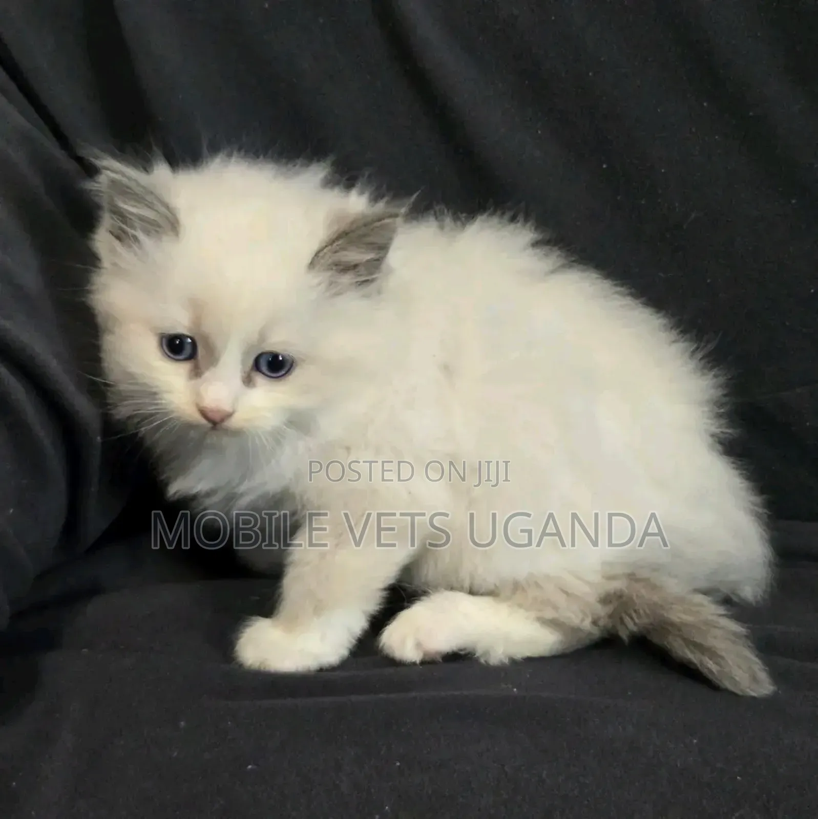 1-3 months Female Purebred Siamese