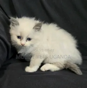 1-3 months Female Purebred Siamese