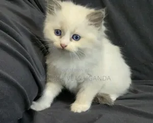 1-3 months Male Purebred Turkish Angora