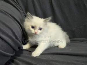 3-6 months Male Purebred Nebelung