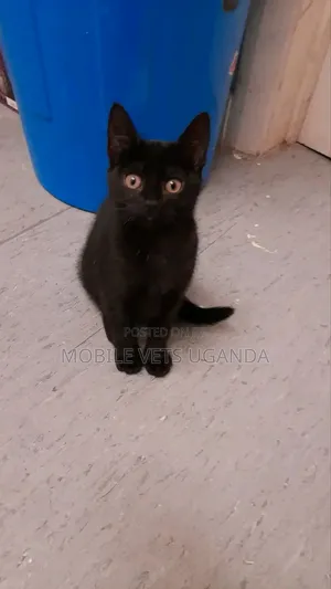 3-6 months Male Purebred Oriental