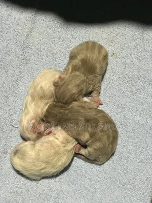0-1 month Male Purebred American Shorthair