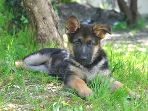 3-6 months Male Purebred German Shepherd
