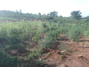 36 Acres of Land Kiyiindi Lukalu Viewing Lake Victoria .2km Off Tarmac