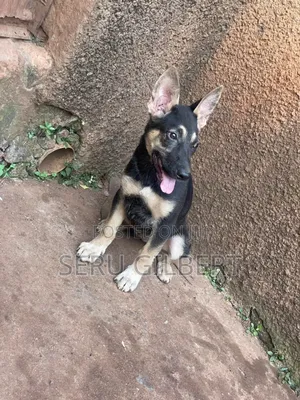1-3 months Female Purebred German Shepherd