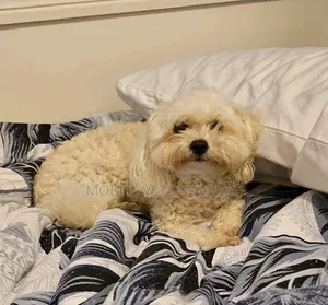 6-12 months Male Purebred Maltese