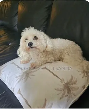 3-6 months Female Purebred Maltese