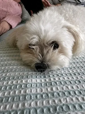 1-3 months Male Purebred Maltese