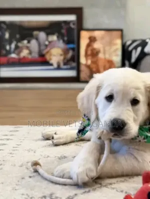 1-3 months Female Purebred Golden Retriever