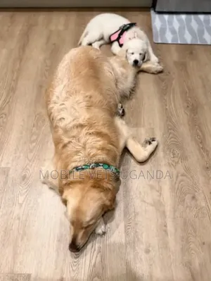 3-6 months Female Purebred Golden Retriever