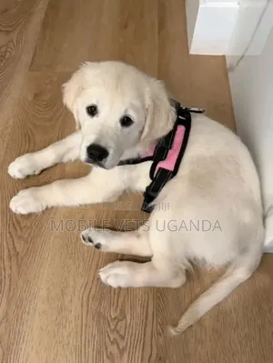 3-6 months Male Purebred Golden Retriever