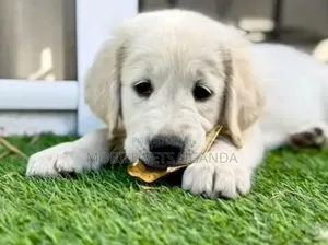 0-1 month Female Purebred Golden Retriever