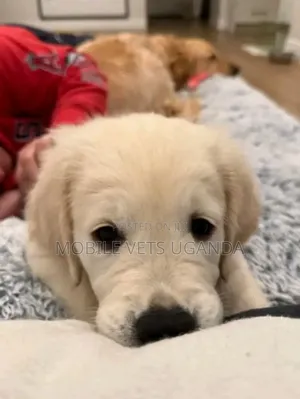 3-6 months Female Purebred Golden Retriever