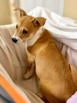 1-3 months Male Purebred American Pit Bull Terrier